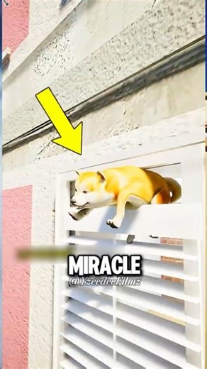 Abandoned Dog Hangs From High Rise Window In Heart Stopping Rescue 😱🐶