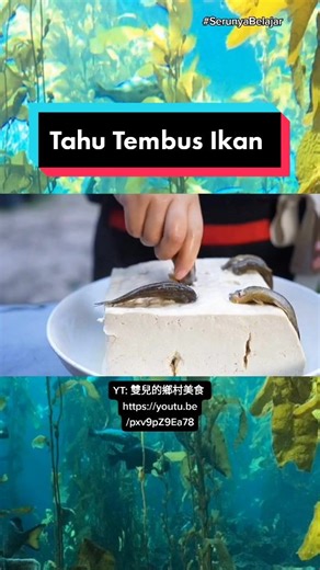 Dojo Tofu: Fakta atau Mitos?