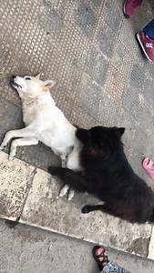 Su Fax edizione Conversano in edicola oggi ci occupiamo della storia di Bondo, il randagio ucciso da un'auto pirata nel quartiere Arcobaleno. Era diventato la mascotte della zona insieme a Nerino che appena ha visto il suo inseparabile amico per terra ha cercato di svegliarlo, di rianimarlo in tutti modi, ma purtroppo per lui non c'è stato nulla da fare. Gli animali a volte sembrano capaci di insegnarci valori e sentimenti che noi umani, troppo spesso, sembriamo dimenticare. | Fax Online