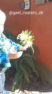 6.1K views · 146 reactions | Un colonavirus Cómo le explicó que no es珞 #recuerdos #reels #viral #coronavirus #plantas #nilos #humor | Alan Nuñez | Facebook