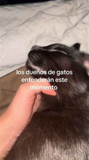 Gatos asustados: momentos graciosos y conmovedores