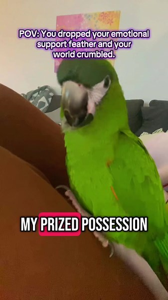 Tillie had one job: protect the feather. Instead, we got drama, loss, and a full emotional breakdown in 14 seconds. 🦜💔 She’s not just a parrot—she’s the moment. #TillieTales #FYP #BirdTok #PetDrama #EmotionalSupportFeather