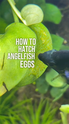 My Current Method For Hatching Angelfish Eggs🐟🥚
