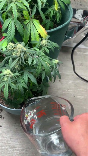 Watering the baby girls