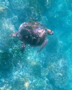 Ecuador may be South America’s fourth-smallest country, but when it comes to stunning natural scenery and thrilling outdoor adventures, the equatorial nation packs a mighty big punch. (And did we mention the food, history, art, and culture?) Our Ecuador Travel Guide is filled with fun things to see, do, eat, and more in the coastal South American country, from exploring the Galápagos Islands to standing on the equator. https://bit.ly/35KdKqP . . . . . . . . . #ecuador #galapagos #wildlife #natur