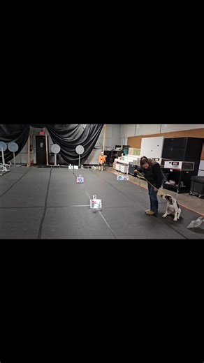 When we say that Rally is suitable for dogs of all ages, sizes, and breeds, we mean it! This video is of our newest personal pup Brewski, a 16-week-old American English Coonhound last night at a Rally Halloween party hosted by Head of the Lakes Kennel Club! Getting puppy experience and exposure to all the sounds, people, other dogs, and different environments is key to having a confident puppy and dog! Be on the lookout for new Rally classes coming soon in January, including Intro to Rally, Rall