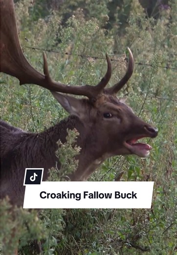 Fallow Buck Croaking During the Rut