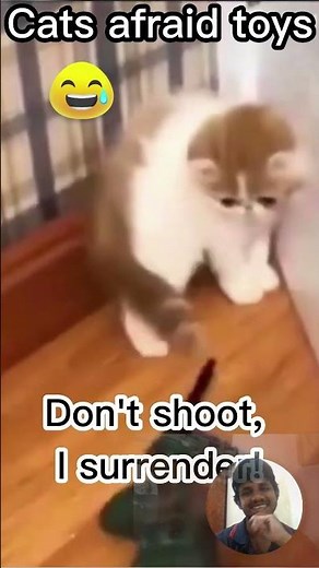 Cats Afraid of Toys 😹 | Funny Scared Cat Compilation #Shorts