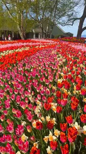 The most beautiful place in the PNW right now