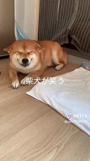 柴犬が笑う🤣#柴犬のいる生活 #柴犬のいる暮らし #柴犬大好き #ペットハウス #子犬 #ドッグ