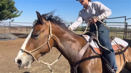 - Blue Sky Gun’s Got A Fever - This young boy’s sixth ride was something special a glimpse of his growing talent and passion. His potential is endless, and we couldn’t be more excited for what the future holds. Sire - Topsail Gun Dam - Andorp Bango’s Meisie | Blue Sky Appaloosa, Paint & Quarter Horse stud River