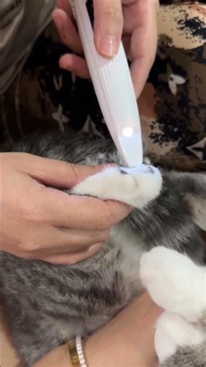 VIP 😂 🥰 #maly #cat