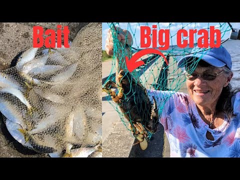 Catching Blue Crabs And Blue Crab Bait