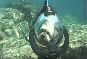 Take Your Dog Scuba Diving? (Video) - For Scuba Divers