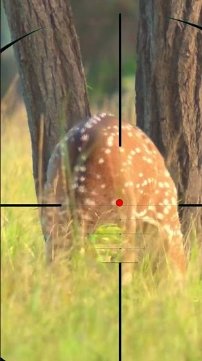 Fallow Deer Hunting