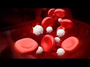 Tout savoir sur les globules blancs et rouges_leurs rôles dans le sang...