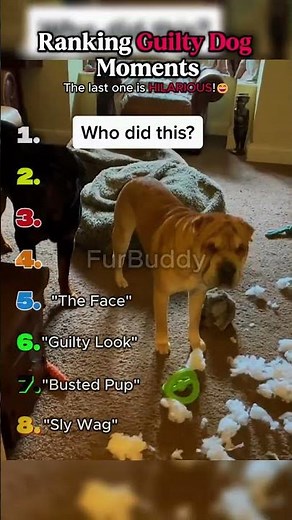 Ranking Guilty Dog Moments #dog #dogshorts #ranking