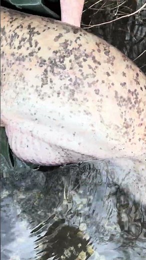 BIG WINTER CATFISH❄️🔥 | Cold water STRATEGY that really works😎. Catfish fishing in the winter🚀