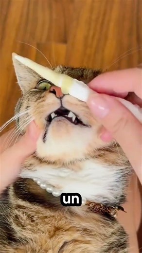 🐱 Que faire si un chat a du mal à respirer ?