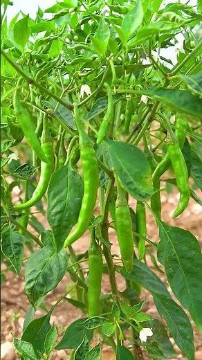 The Invention That Helped Farmers Work Smarter#organicagriculture #organicfarming #natural