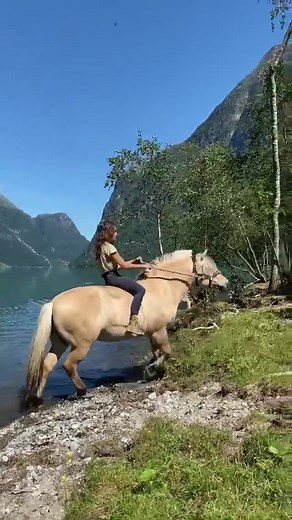 Fjord wishing he was a 🧜‍♂️ ginevrarossini on IG #fjord #norway #horse #merman