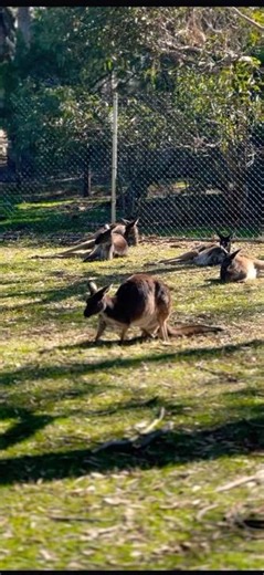 My First 6 Months in Adelaide 🌅 | Scenic Views & Aussie Vibes #adelaide #shortsfeed #fypシ