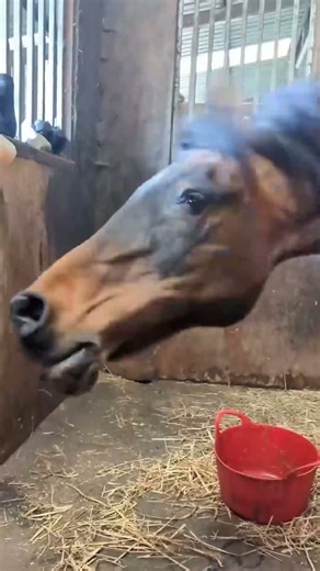 #cat #dog #us #usa #funny #sheep #parrot #Horse