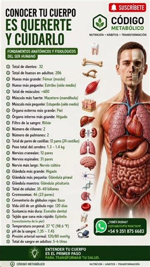 🧠 30 Datos del Cuerpo Humano que Todos Deberían Conocer