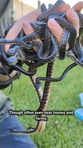 Diamond Python 💎🐍"This Snake Looks Like a Diamond!"#shorts #trending #viral #fyp #foryou #shortvideo