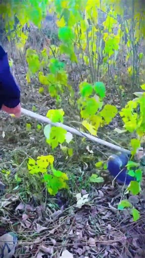 the process of cutting plants with a cutting machine #shorts