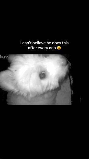 I can't believe he does this when no one is watching. 👀