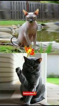 Real Strength of Puppies: Which Breed Takes the Top Spot?#PuppyStrength#StrongDogBreeds