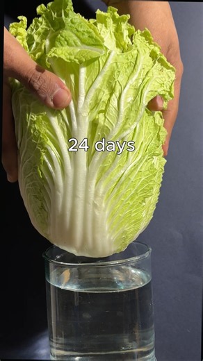 Grow your cabbage cutting at home, very easy and free #regrowing