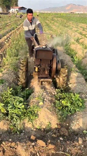 Potato Harvesting Process – Smart Farming in Action 🥔🚜