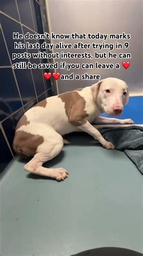 Chico has a euthanasia date at North Central Shelter. Now he has been gi…