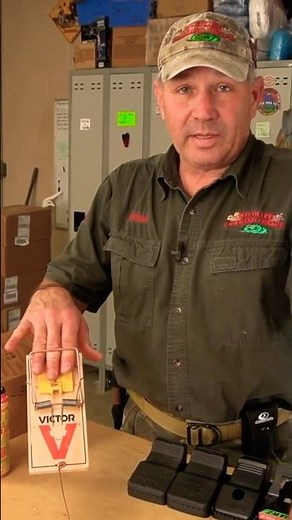 🐀 Ouch, That’s a Strong Spring! (Rat Traps That Hurt!) #shorts #mice #rats #pestsafety