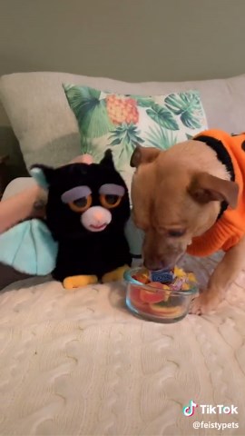 Chimmi is in the Halloween Spirit, but not in the mood to share his candy! #spookyseason #chihuahua #feistypets