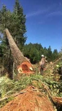 Timber falling in Oregon