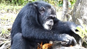 8.9K views · 198 reactions | Did you know that chimpanzees use tools?! In this video, Saffa uses a rock to crack open palm nuts! | Second Chance Chimpanzee Refuge Liberia / Save the Abandoned Chimps | Facebook