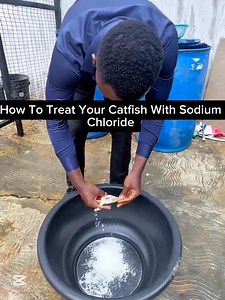 How To Treat Your Catfish With SALT . . . . . . . . . . Are you passionate about aquaculture or considering venturing into catfish farming? "Your Lead to a Profitable Catfish Farming Business" is your essential guide to turning your aspirations into a thriving reality. This comprehensive ebook is meticulously crafted to provide both beginners and seasoned farmers with invaluable insights, proven techniques, and expert advice. Some Contents from the E-Book include: ✅ VALUE CHAINS IN CATFISH BUSIN