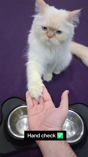 Hand check self-control = smartest boss 🐱👑 #trainedcat #handcheck #impulsecontrol #catsoftiktok #fyp