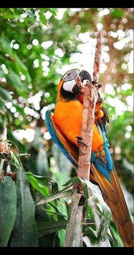 ₹6 Lakh Ka Talking Parrot! 😲 Blue-and-Yellow Macaw Facts