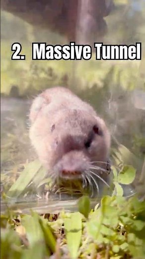 This Creature Lives Under You Right Now