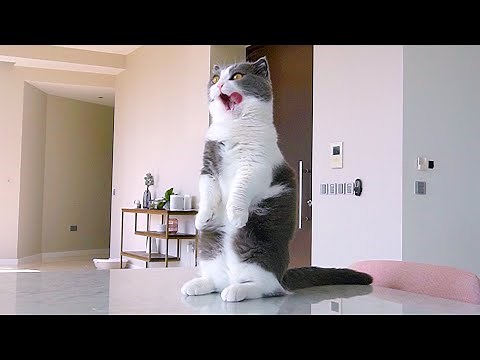 How Long Can Cats Stand For?