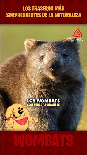 The 3 most amazing butts in the animal world! 🙂 #shorts