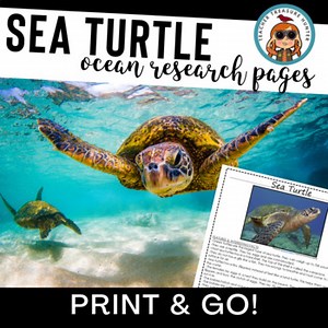 Ocean Animals Research Sea Turtle Information for Animal Reports