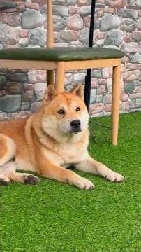 Chinese Rural Dog – Loyal & Intelligent Companion #youtubeshorts #dogshorts