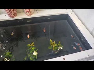 Shubunkin Goldfish pond