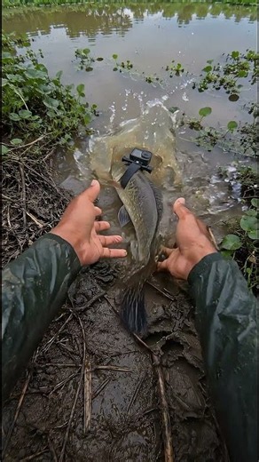 POV Animal #shortvideo #pov #trending #viral