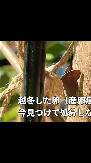 チュウゴクアミガサハゴロモ今すぐ産卵痕を見つけて駆除してください